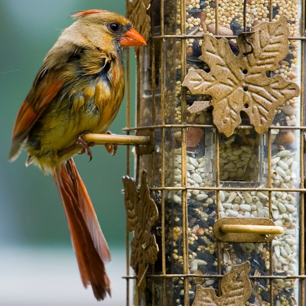 cardinal at the feeder