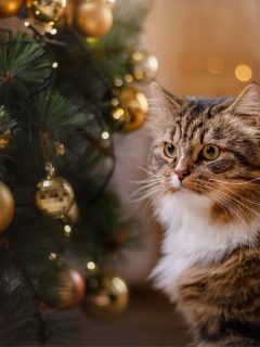 cat next to the Christmas tree