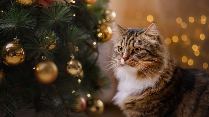 Are Christmas Trees Poisonous To Cats?