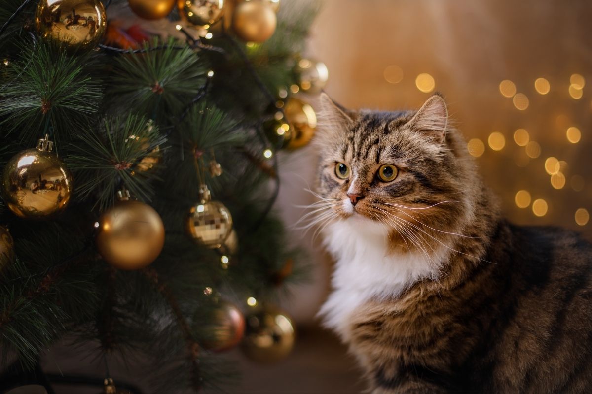 cat next to the Christmas tree