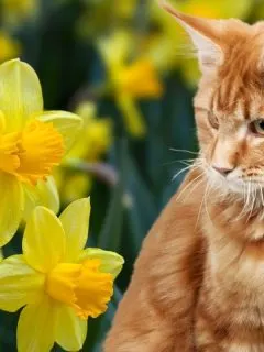cat sitting next to daffodils