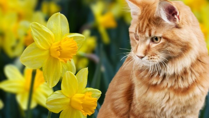 Are Daffodils Poisonous to Cats?