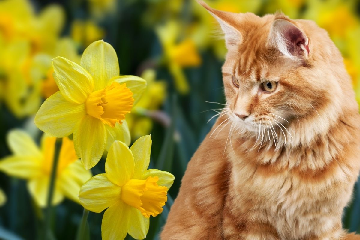 cat sitting next to daffodils
