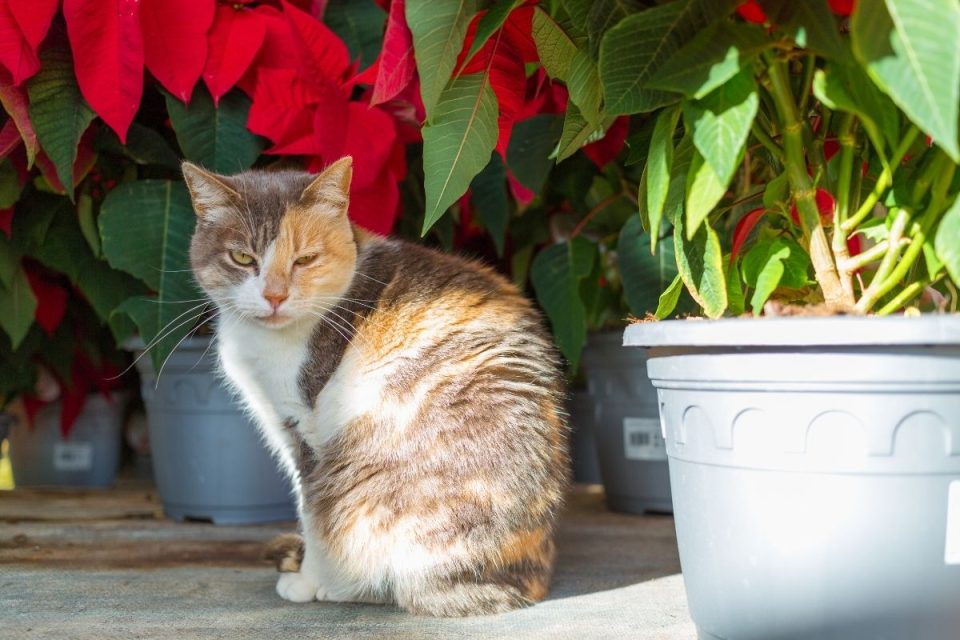 Are Poinsettia Plants Poisonous To Cats?
