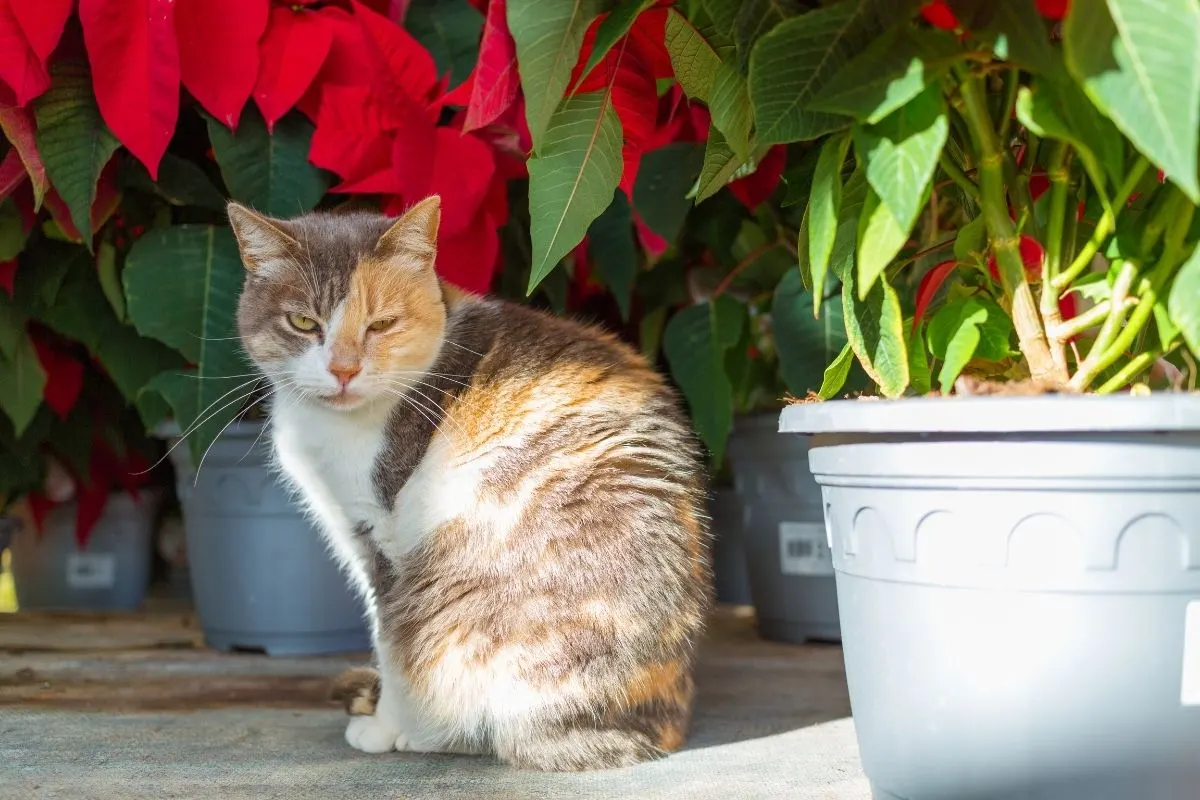 cat sitting in front of some potted poinsettia