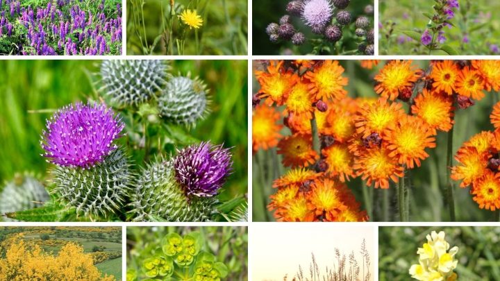 11 Worst Invasive Plants in Alaska (And 22 Natives You Should Plant Instead)