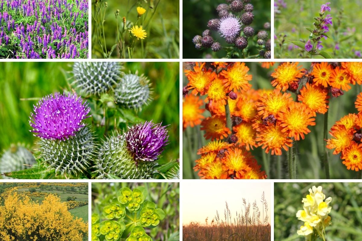 collage of Alaska invasive plants