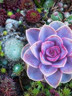 colorful succulents