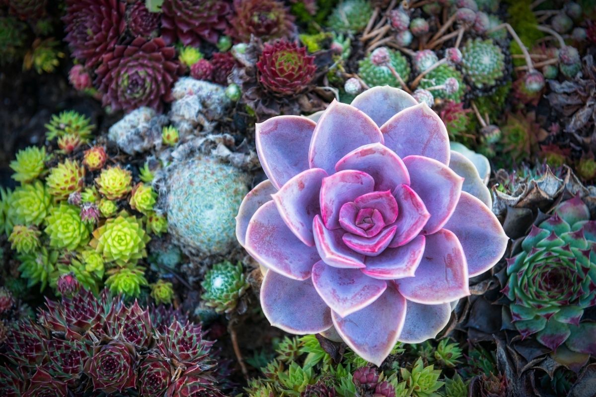 colorful succulents