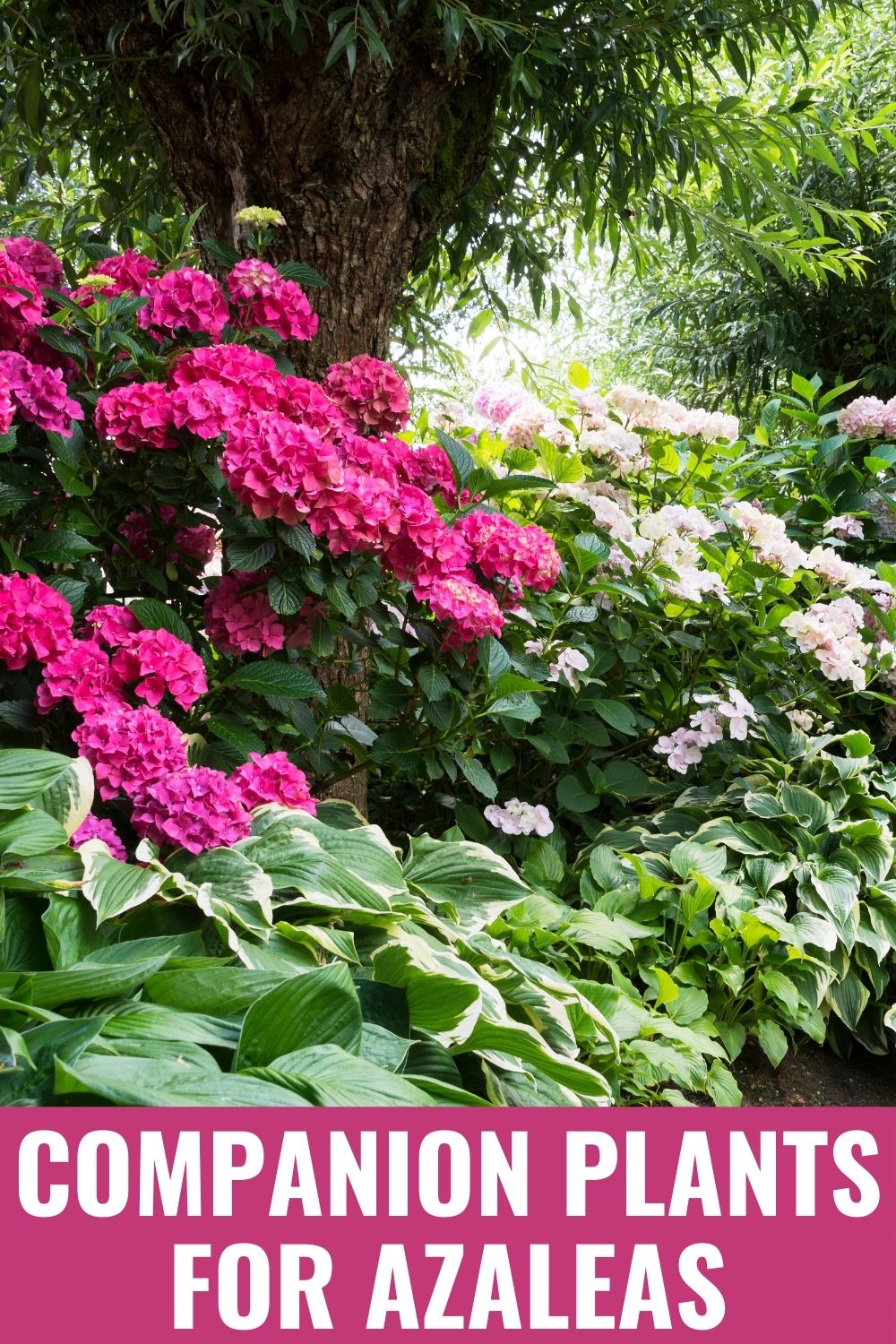 Image of Hummingbird bushes (Hydrangea macrophylla) witch hazel companion plant