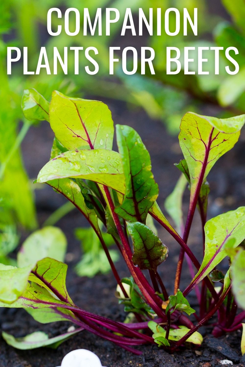 companion plants for beets