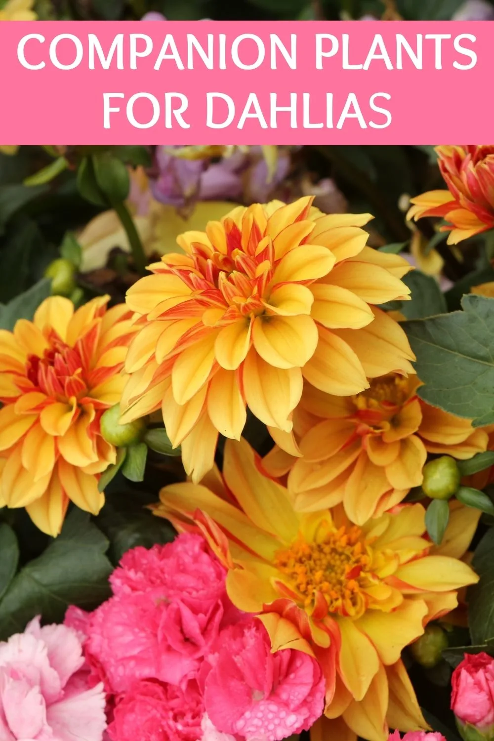 companion plants for dahlias