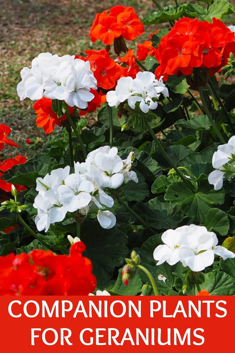 Companion plants for geraniums