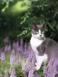 cat in the garden wiht lavender colored flowers