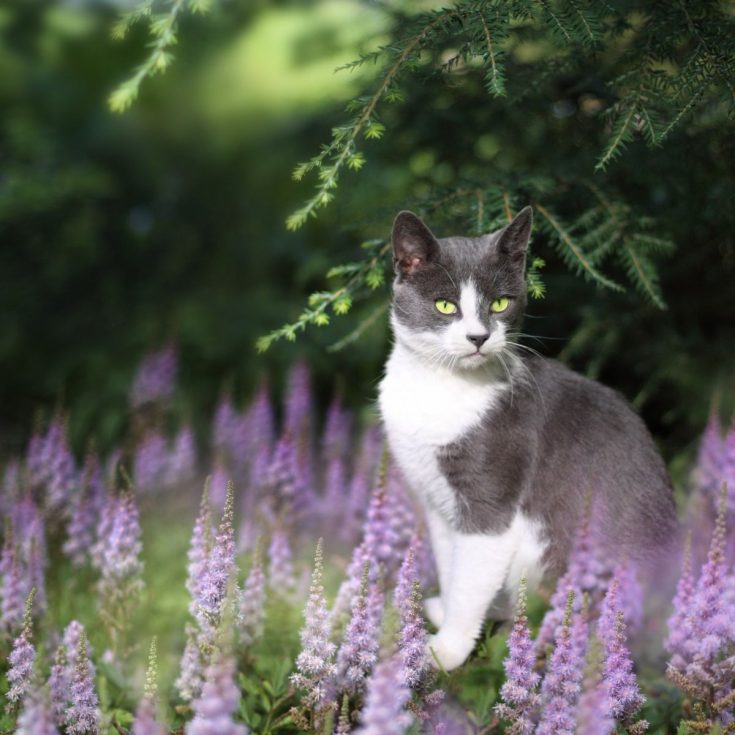 Picture of 50 Cat Friendly Plants That Are Safe For Your Feline Friends