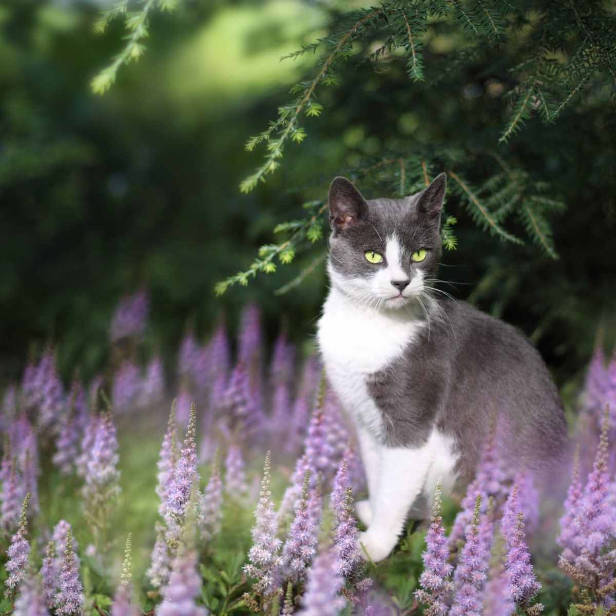 cat in the garden wiht lavender colored flowers