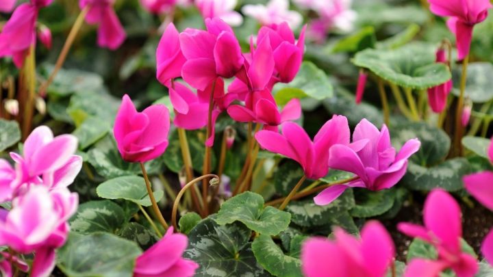 Is Cyclamen Poisonous to Cats?