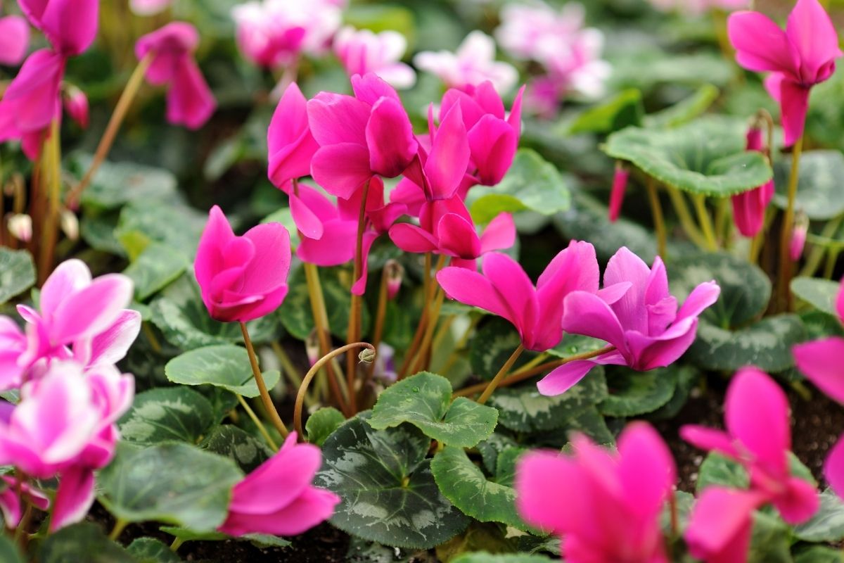 cyclamen flowers