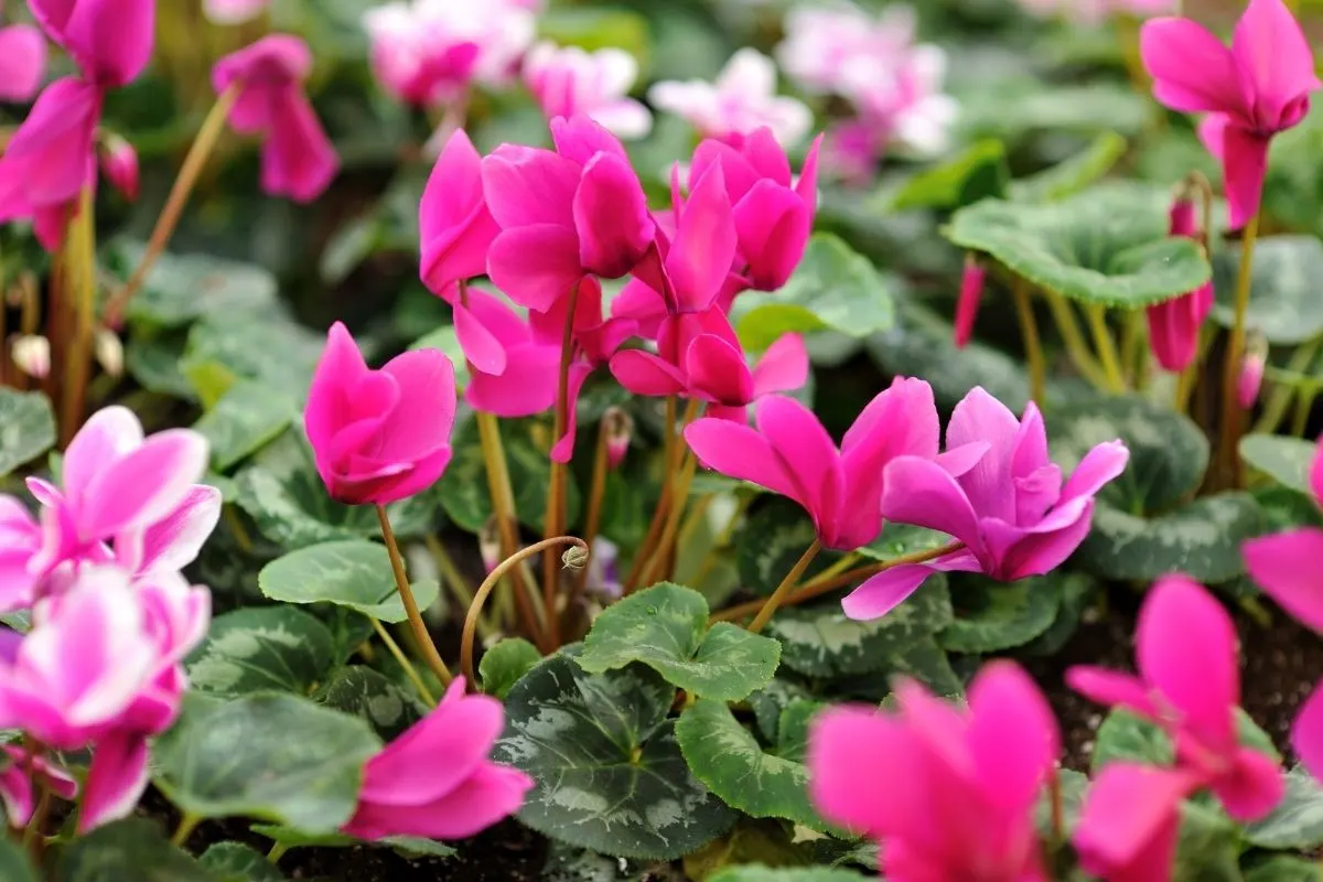 Are Cyclamen Plants Poisonous To Cats And Dogs