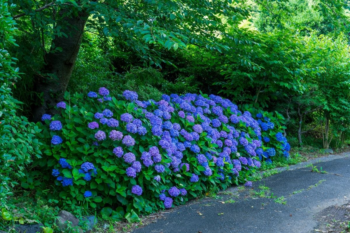 deep blue hydrangea flowers