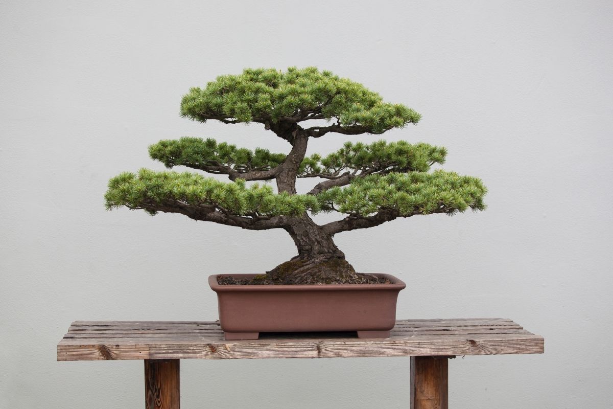 evergreen bonsai tree sitting on a wooden table