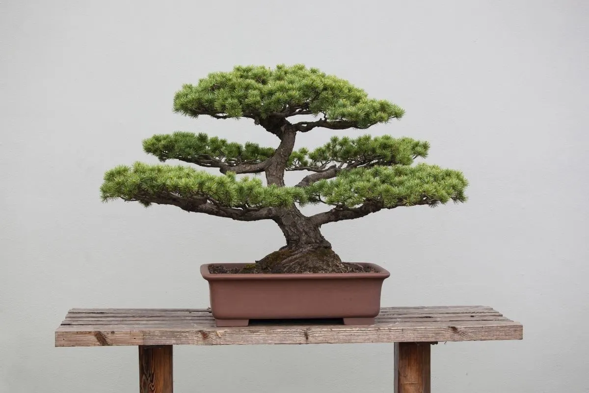 evergreen bonsai tree sitting on a wooden table