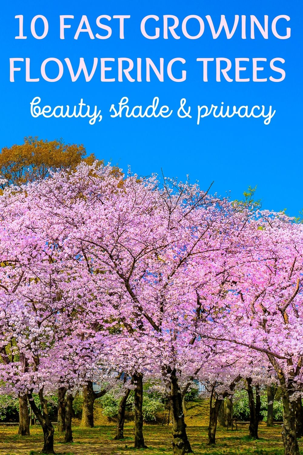 10 fast growing flowering trees for beauty, shade, and privacy