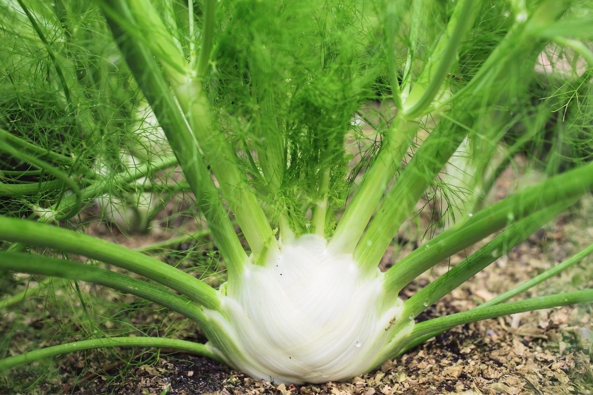 fennel plant in the garden