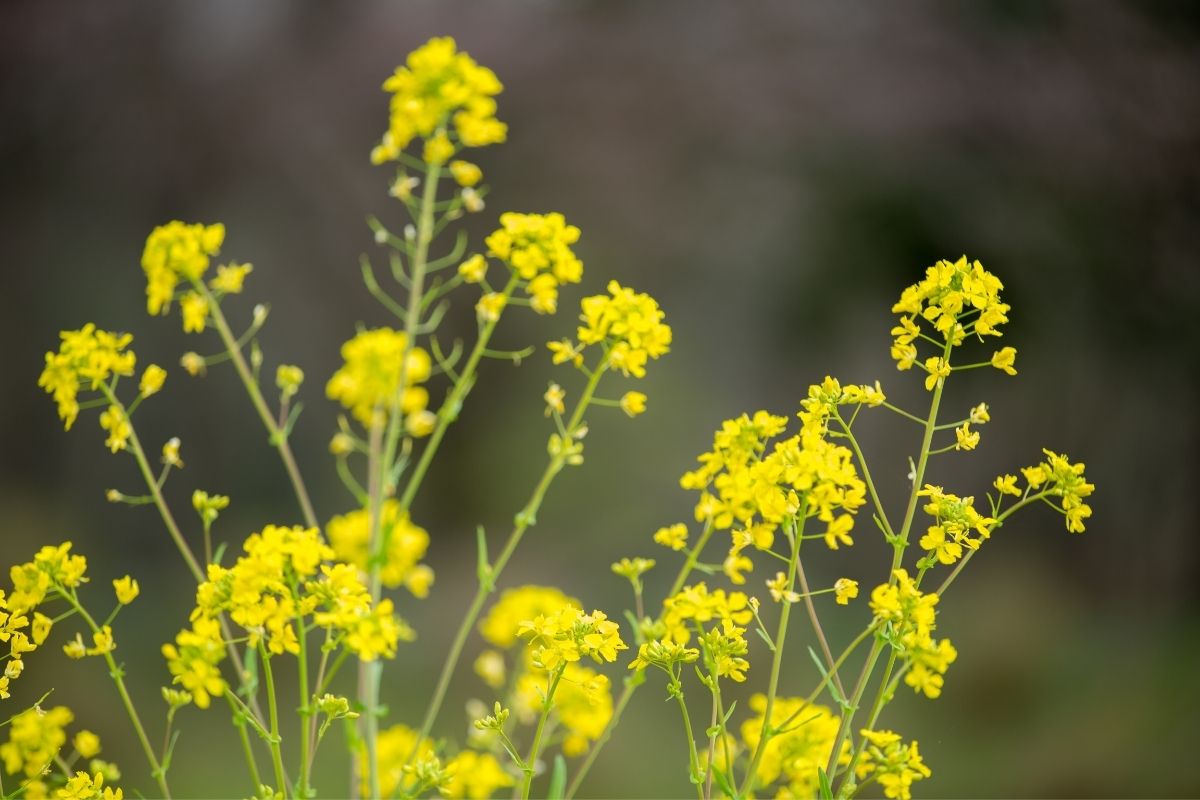 field mustard