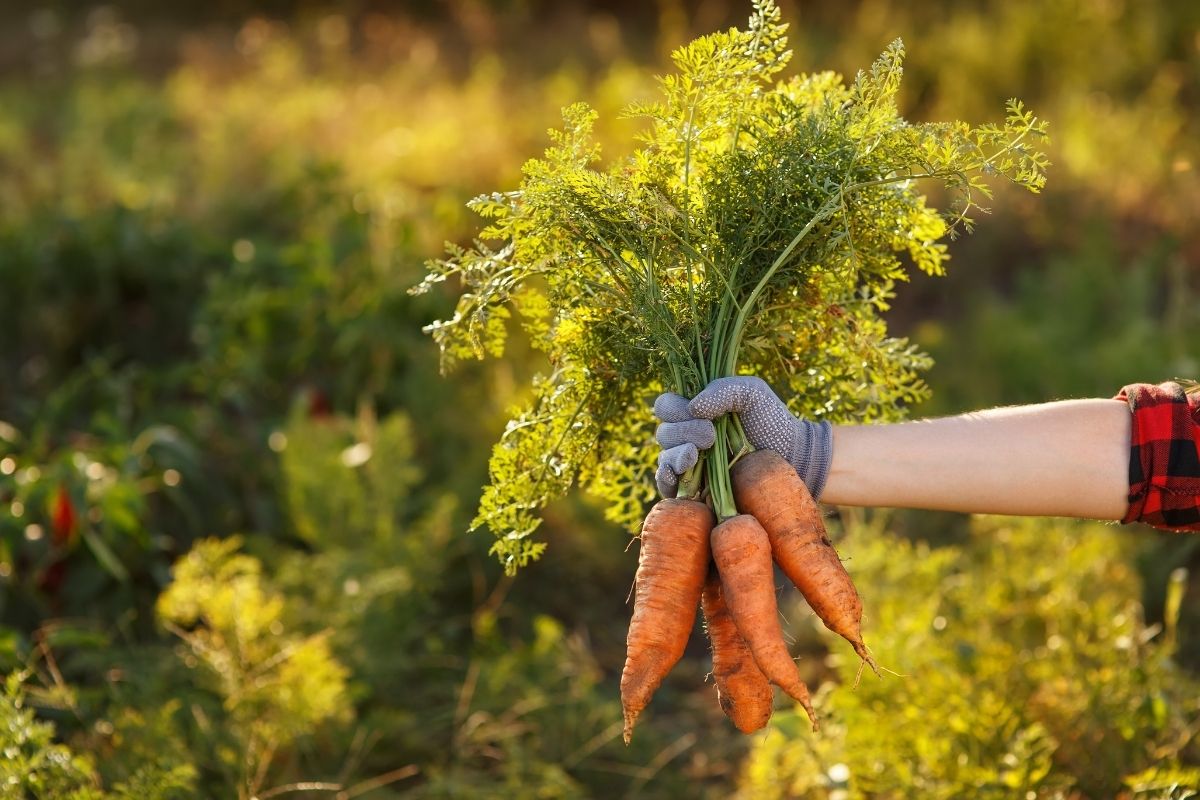 Freshly pulled carrots