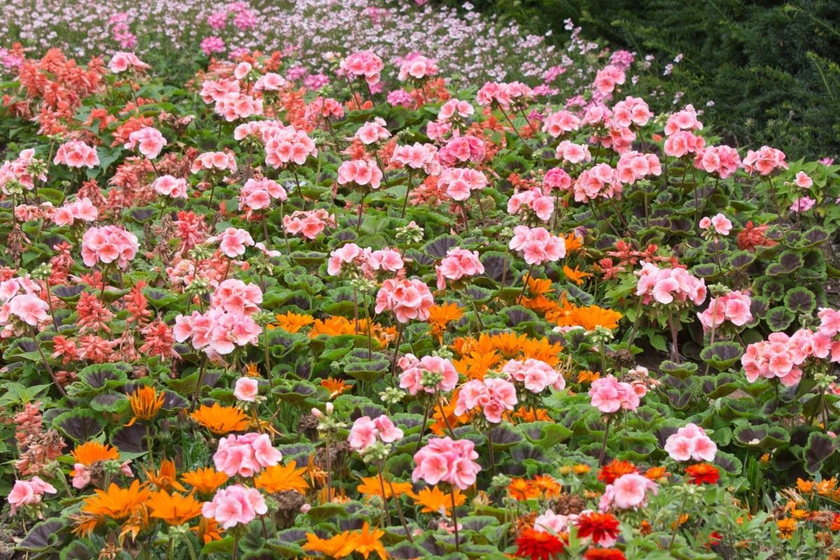 geranium and calendula flowers