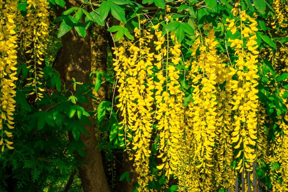 golden chain tree