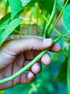 a hand picking green beans from the garden