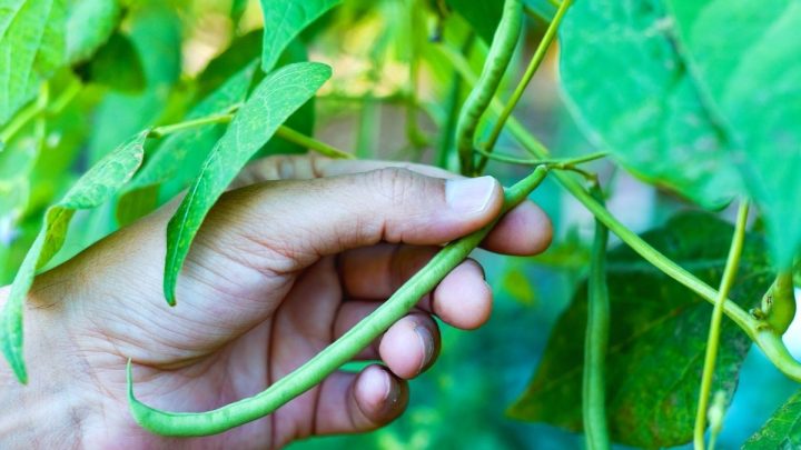 15 Best Companion Plants for Beans (And 4 to Avoid)