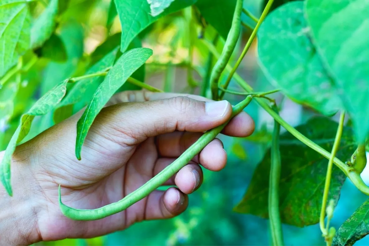a hand picking green beans from the garden