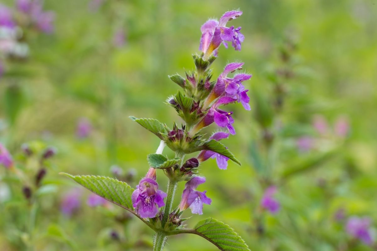 Hempnettle