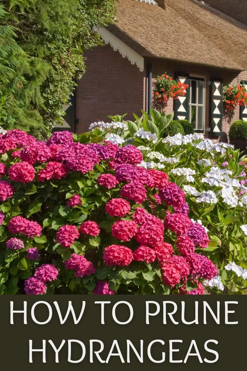 how to prune hydrangeas