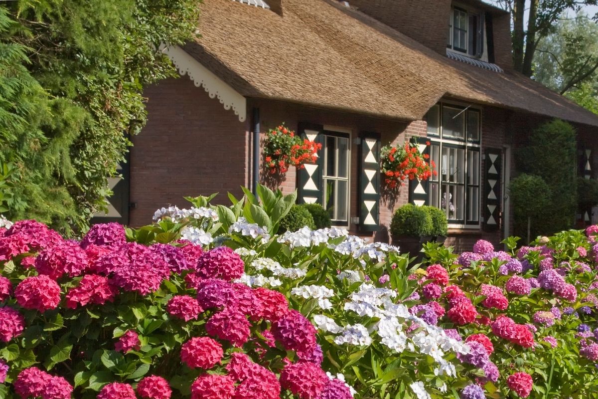 hydrangea flowers in front of the house