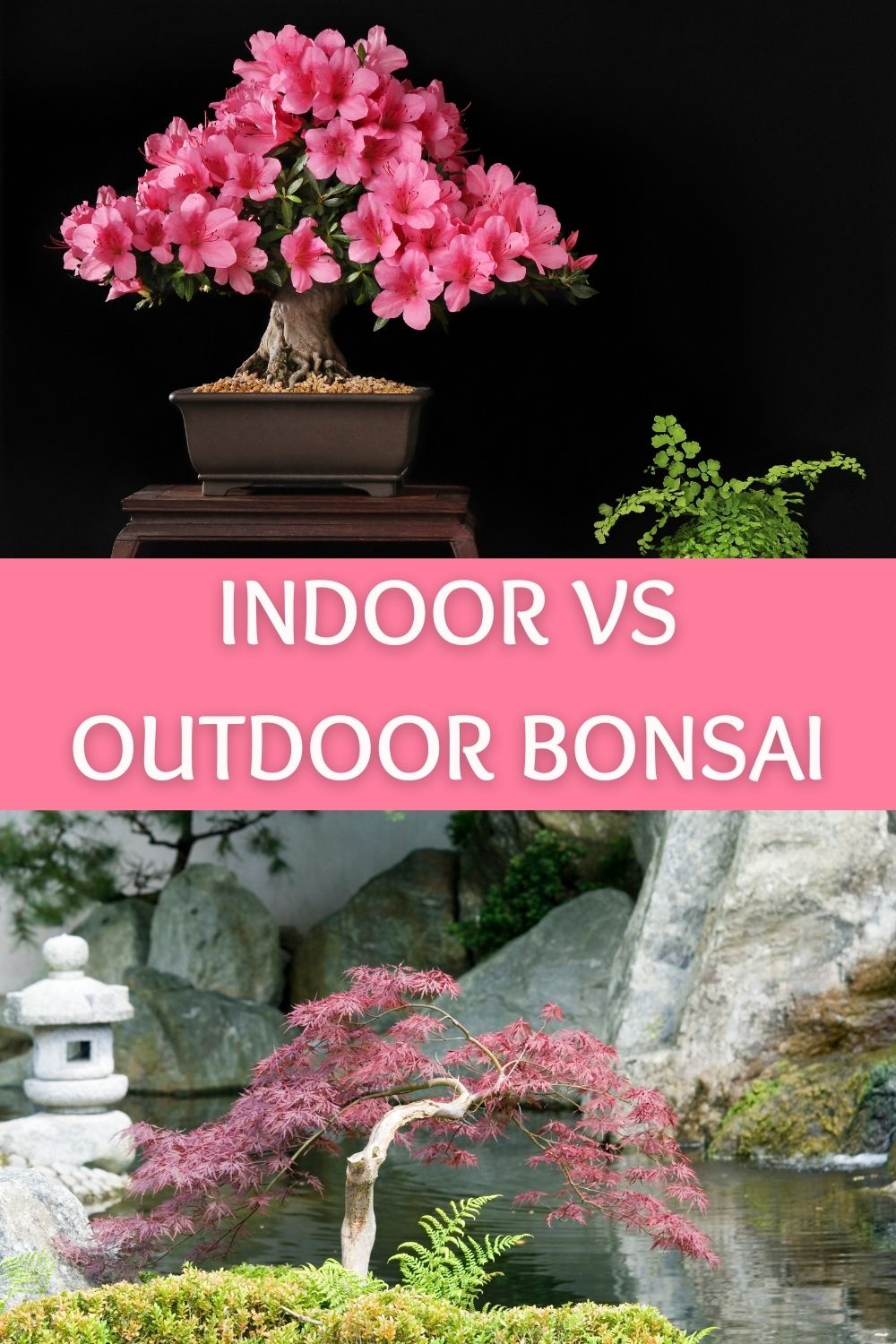 indoor vs outdoor bonsai