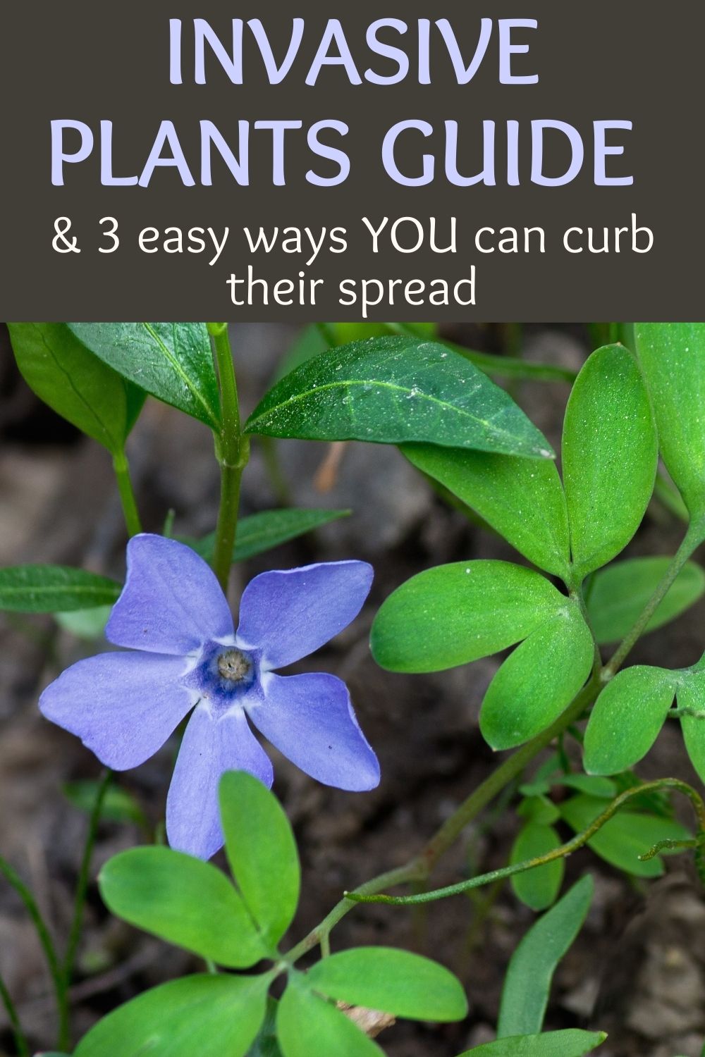 invasive plants guide