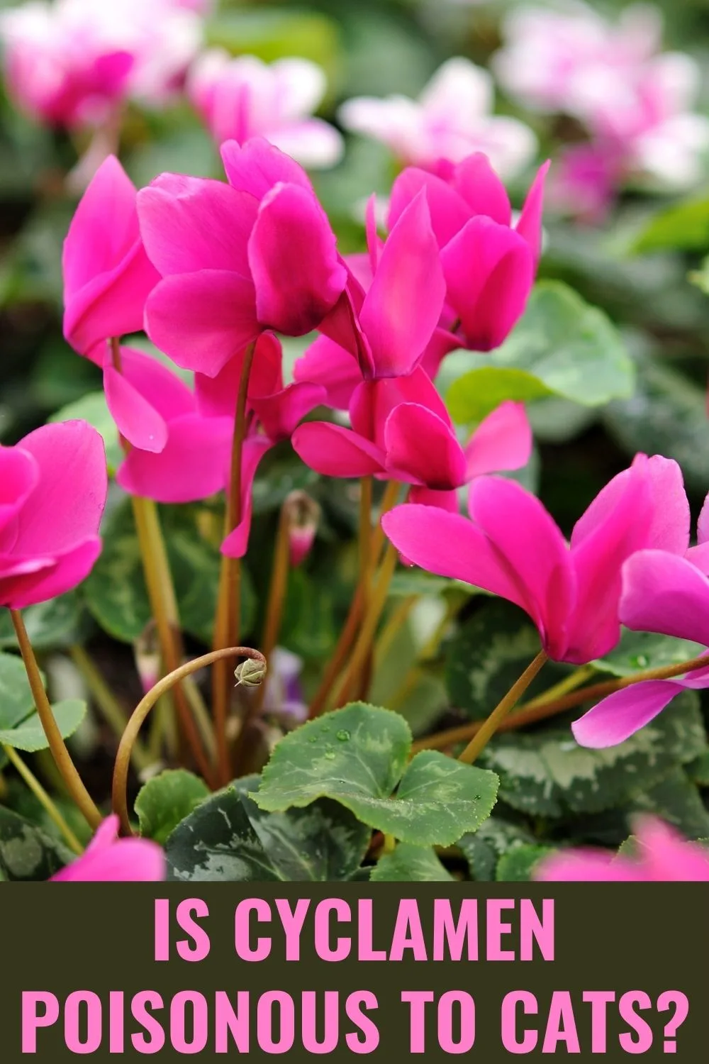 is cyclamen poisonous to cats
