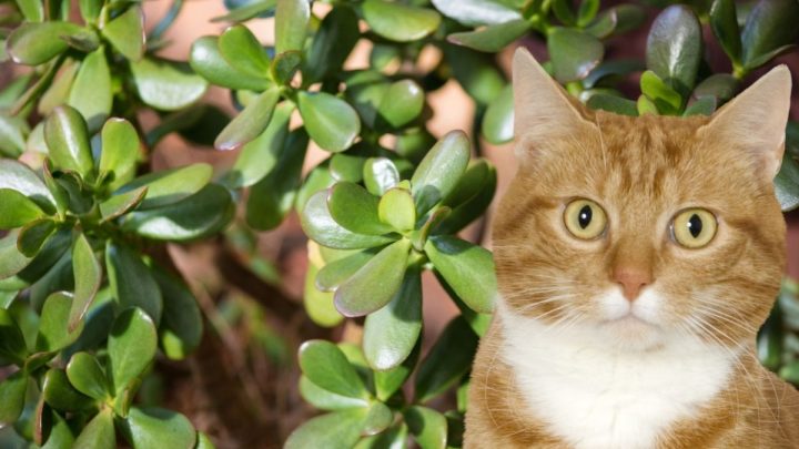 Are Jade Plants Poisonous to Cats?