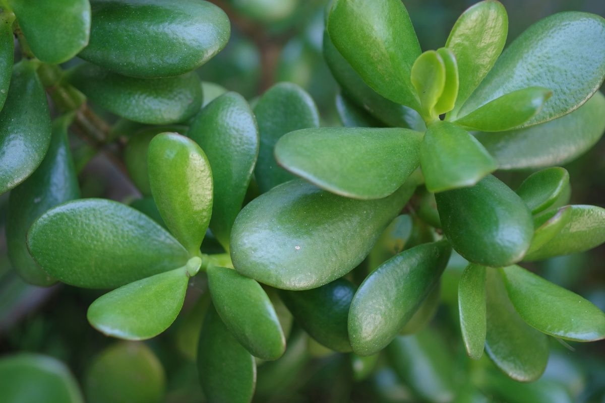 jade plant