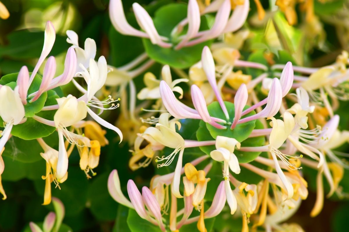 Japanese honeysuckle flowers