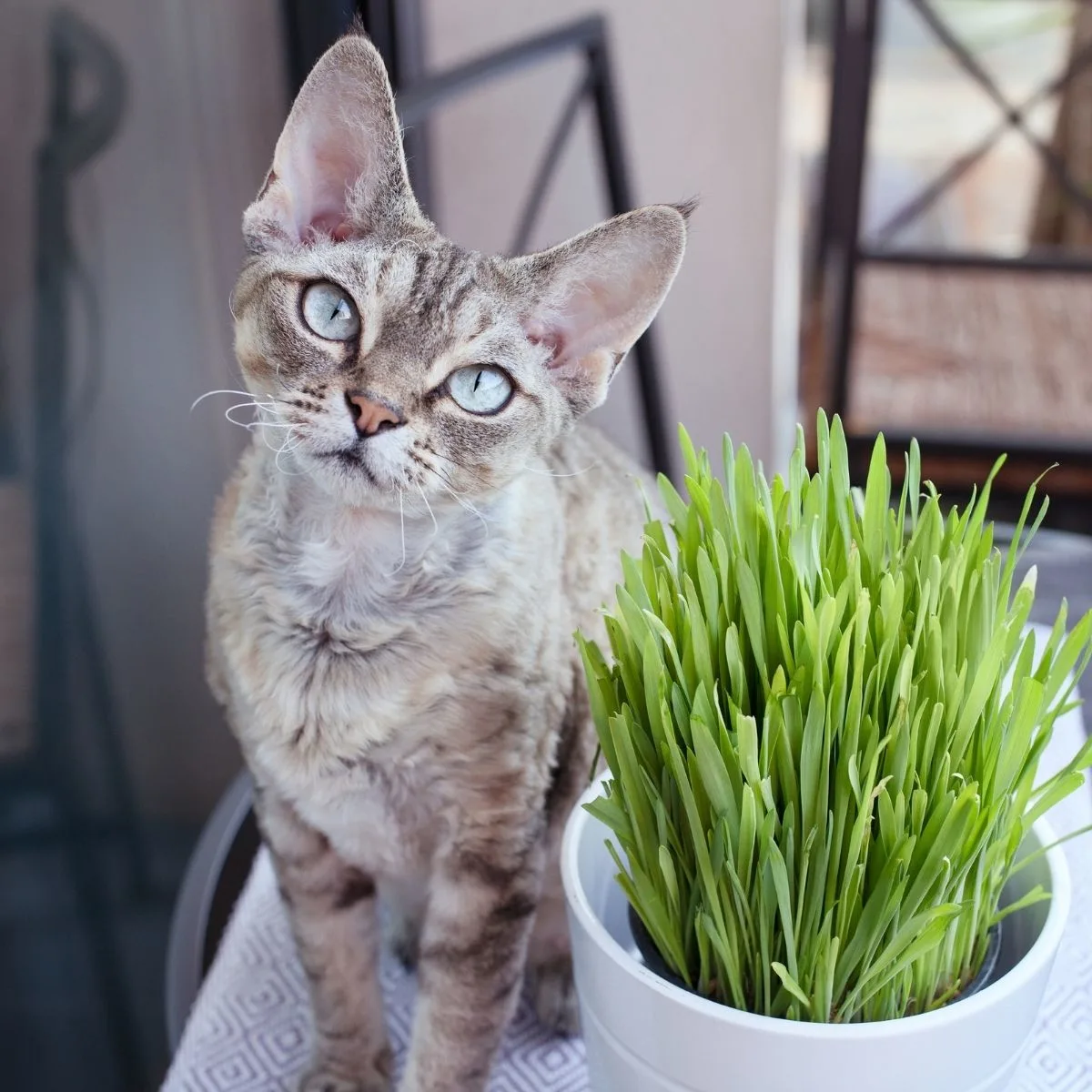 kitty next to a pot of cat grass