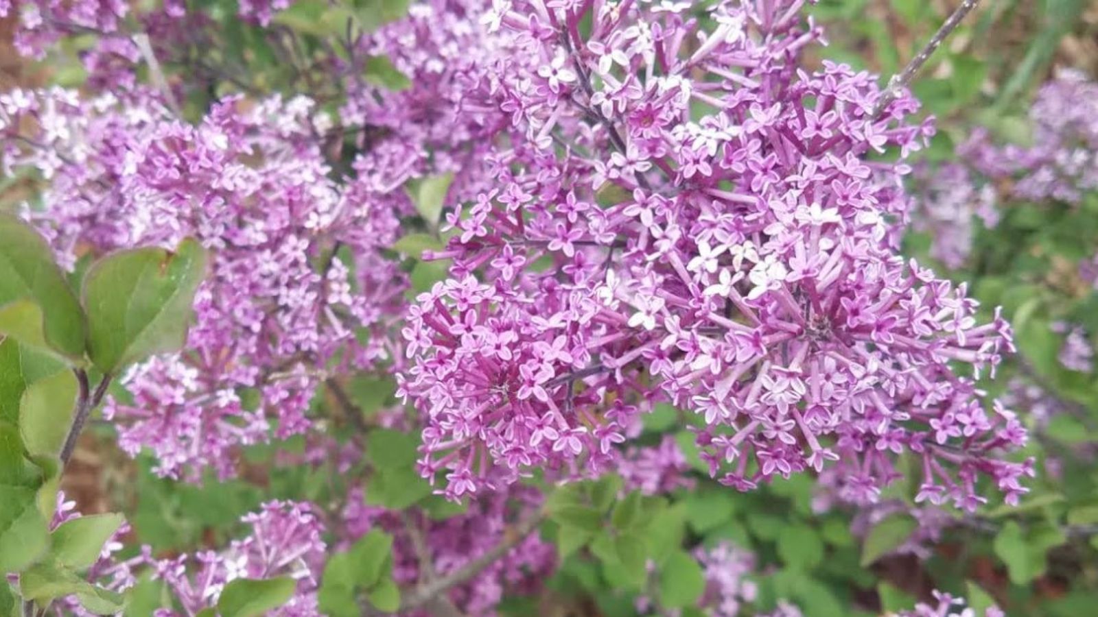 Single lavender-pinkish lilac flowers.