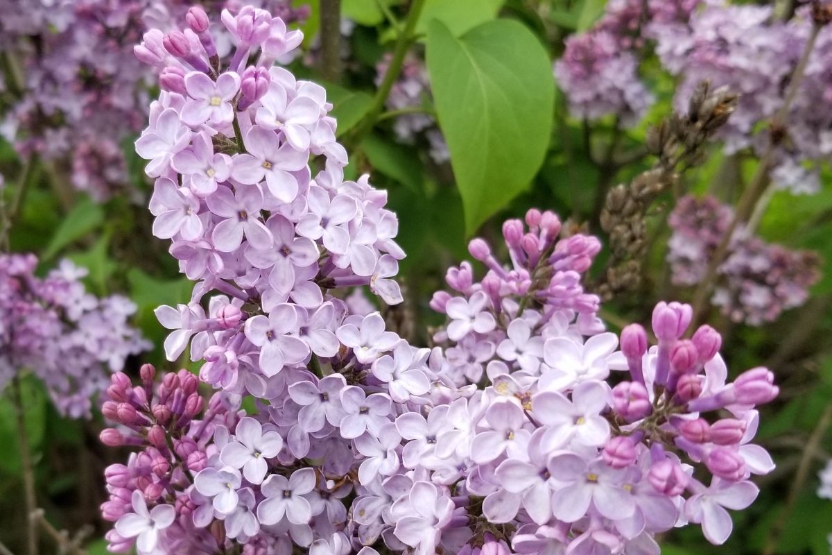 lilac tree flowers