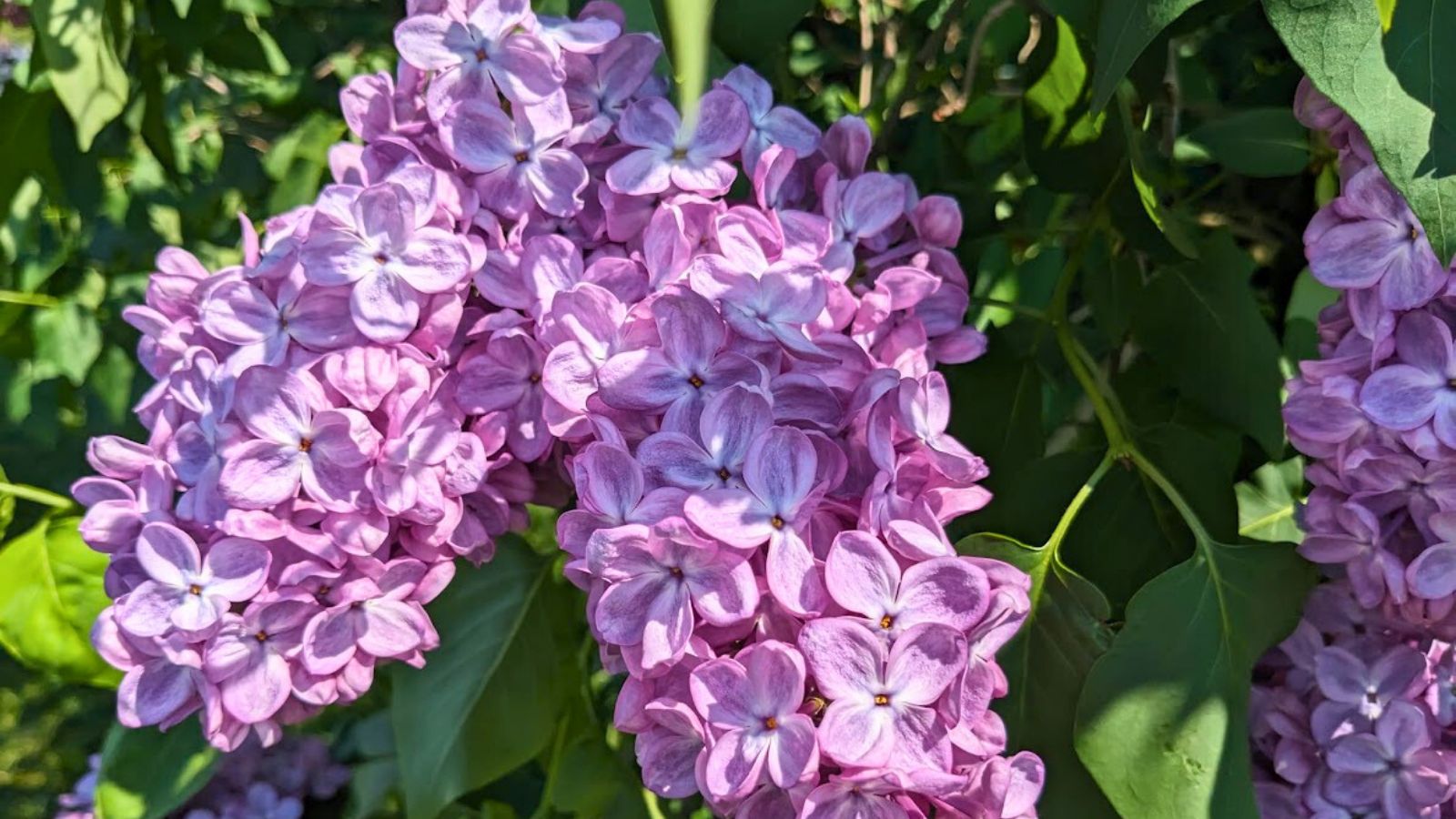 Lilac tree in bloom at Longwood gardens.