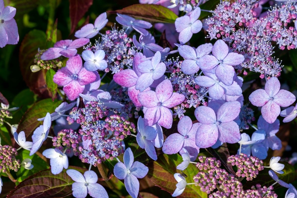 mountain hydrangea flowers