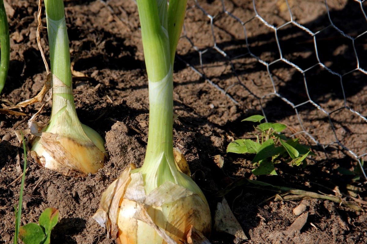 onions growing in the garden